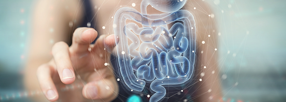 Qual é a relação entre microbiota e sistema imunológico?