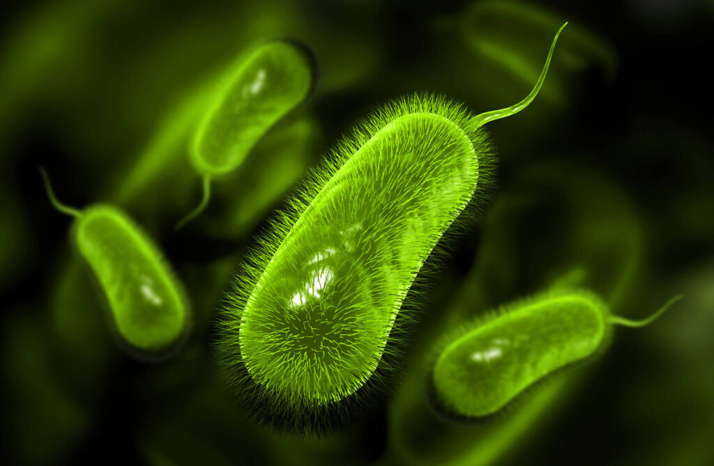 H. Pylori: novas perspectivas com LGG [podcast]